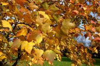 Liquidambar formosana var. monticola showing autumn colours