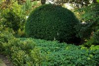 Clipped Buxus - Box ball underplanted with Sarcococca confusa and Epimedium in a shady border in June