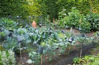 Decorative potager and herb garden, with black netting to protect young plants from birds. 
 