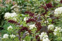 Amaranthus caudatus - Love Lies Bleeding, and Cleome spinosa 'Helen Campbell' in September