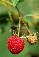 Rubus idaeus - Raspberry 'Heritage'