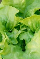 Lactuca - Lettuce 'Clarion'