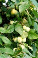 Prunus insititia - Greengage 'Reine Claude'