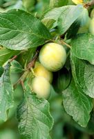 Prunus insititia - Greengage 'Reine Claude'
