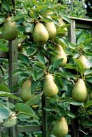 Pyrus communis 'Gorham' - Pear trained to a fence