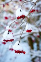 Red berries of Viburnum opulus, guelder rose in snow