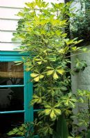 Pseudopanax lessonii 'Gold Splash' growing in a tiny front garden