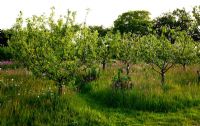 Organic orchard with wildflowers at sunset. Apples include 'Dr Harvey', a traditional Norfolk cooker and 'Green Roland'. Flowers include  Leucanthemum vulgare - Ox-eye Daisy, Silene dioica - Red Campion and Rumex acetosella - Sheeps Sorrel
 