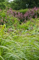 Verbena hastata 'Rosea' and Miscanthus sinensis 'Ferner Osten' flowering in July