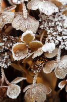 Frost on Hydrangea 
