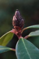 Pycnostysanus azaleae - Rhododendron bud blast 
