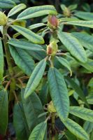 Iron deficiency on Rhododendron leaves