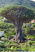 Draecana draco - Dragon Tree in Icod, Tenerife. Reputed to be the oldest and tallest Dragon Tree in The Canaries at 20 metres tall, and 10 metres at base perimeter