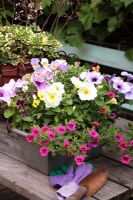 Viola, Petunia 'Summer Pudding', 'Creme Brulee' and 'Callie Rose' in metal windowbox on wooden table, June