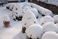 Topiary covered in heavy snow