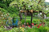 Spring garden with Bergenia, Hemerocallis,  Malus - Apple tree in blossom and Tulipa with Blue bicycle in with tulips