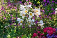 Lilium candidum, Rosa 'Heidefeuer', Campanula lactiflora 'Superba', Geranium 'Ann folkard', Geranium psilostemon