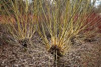 Acer negundo 'Winter Lightning' - Annual coppiced stools at RHS Garden Wisley shown in January