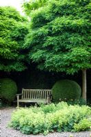 Rosalie Fiennes garden in Somerset with bench in shady area beneath tree with planting of Alchemilla mollis 