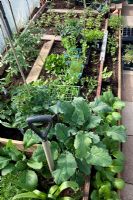 Small polytunnel on an allotment