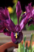 Dwarf Iris histrioides 'George' growing in a terracotta pot