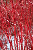 Bright red stems of Cornus alba 'Aurea' against a snowy background
