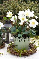 Helleborus niger - Christmas rose in decorative container with rustic wreath of mistletoe 