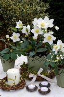 Helleborus niger - Christmas rose in decorative container with rustic wreath of mistletoe and bow with lit candles and tealights