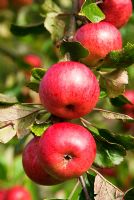 Malus 'Brown's Apple' - RHS Garden Rosemoor, Great Torrington, Devon, UK