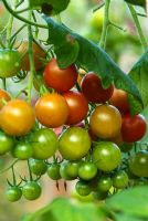 Tomato 'Sweet Million' - RHS Garden Rosemoor, Great Torrington, Devon, UK