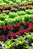 Brightly coloured lines of lettuces - RHS Garden Rosemoor, Great Torrington, Devon, UK