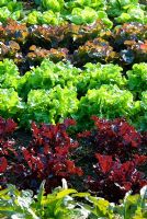 Brightly coloured lines of lettuces - RHS Garden Rosemoor, Great Torrington, Devon, UK