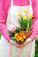 Woman holding pots of Primrose 'Chrisma Pink', 'Chrisma Red' and Narcissus 'Tete a tete'