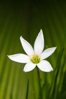 Zephyranthes candida - White Rain Lily flower