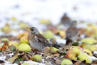 Winter migrants, Fieldfares feeding on windfall apples in snowy weather, December
