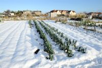 Winter allotment showing leek bed in snow, with houses in background, Norfolk