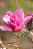 Magnolia Vulcan, April