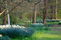 Narcissus 'Barrett Browning' with Betula jacquemontii. Sharcott Manor, Wiltshire 