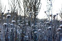 Verbascum thapsus and Inula helenium under frost