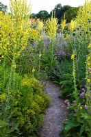 Path through insect garden with Verbascum olympicum, Inula helenium, Origanum, Dipsacus fullonum - Teasel and Knautia macedonica
 