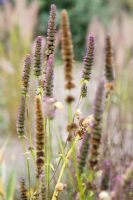 Flowerheads of Agastache 'Black Adder' in autumn partly turmed to seed