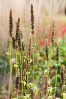 Flowerheads of Agastache 'Black Adder' in autumn partly turmed to seed
