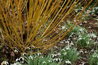Coppiced Salix alba var. vitellina 'Britzensis' AGM underplanted with Galanthus 'Atkinsii' AGM