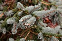 Picea pungens 'Hoopsii' AGM