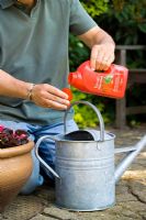 Adding liquid tomato feed to a watering can for feeding plants in containers or grow bags