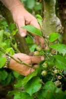 Thinning out fruits of young apples to give fewer but larger and better quality fruit