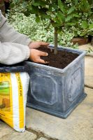 Top dressing a container grown standard bay tree with new compost mixed with slow-release fertilizer
