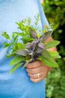 Holding a bunch of freshly gathered herbs including sage, rosemary and mint. Mentha, Rosmarinus and Salvia officinalis 'Purpurascens'