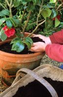 Top dressing a camellia in a container