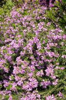 Polygala myrtifolia - September Bush